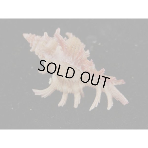 画像2: コセンジュ (2)