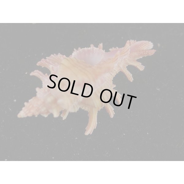 画像3: コセンジュ (3)