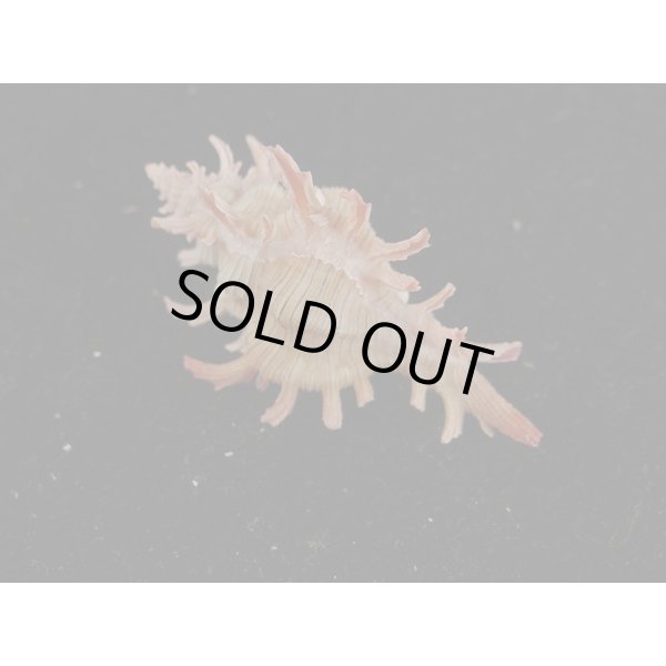 画像2: コセンジュ (2)