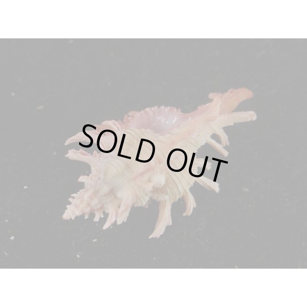 画像3: コセンジュ (3)