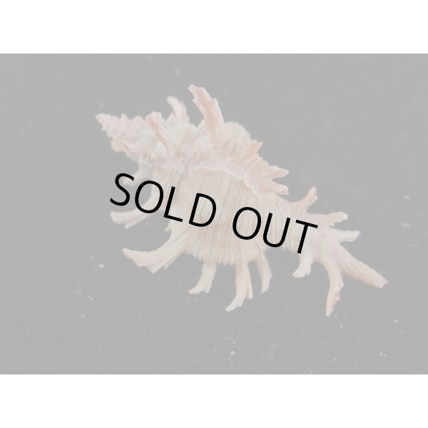 画像2: コセンジュ (2)