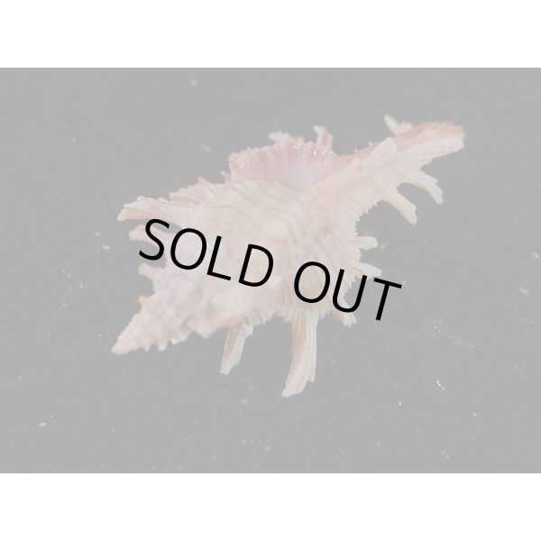 画像3: コセンジュ (3)