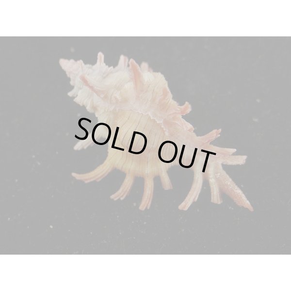 画像2: コセンジュ (2)