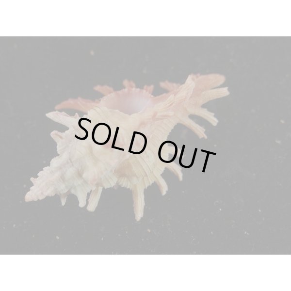 画像3: コセンジュ (3)