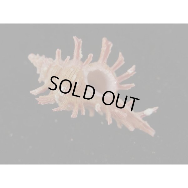 画像1: コセンジュ (1)