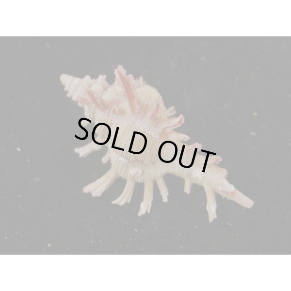 画像2: コセンジュ (2)