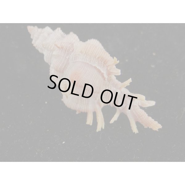 画像2: マイヒメコセンジュ (2)