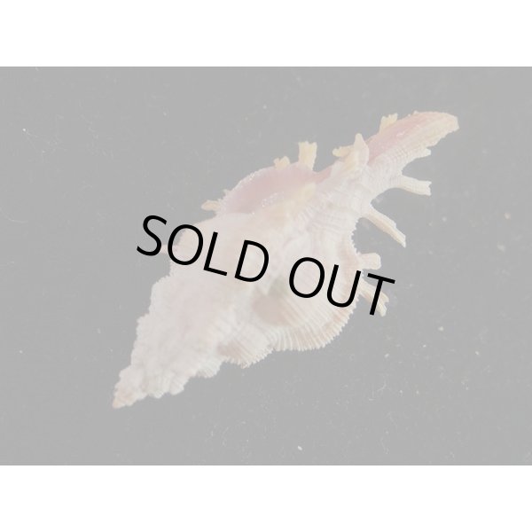 画像3: マイヒメコセンジュ (3)