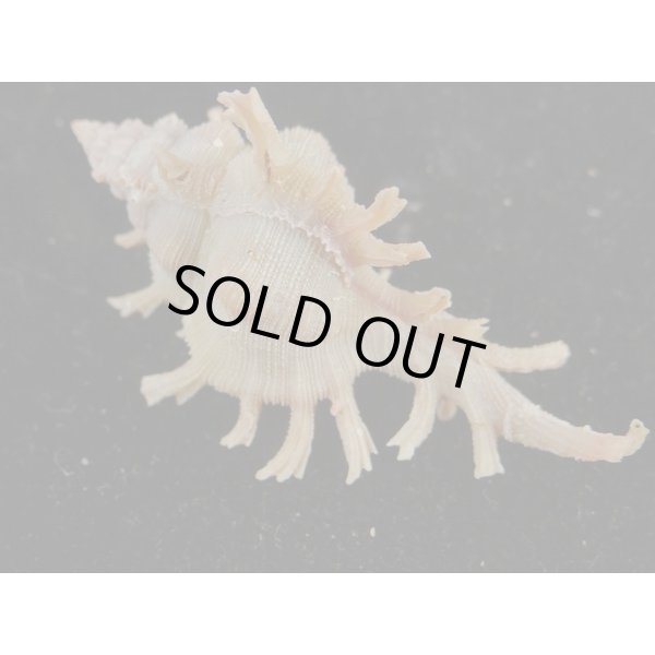 画像2: マイヒメコセンジュ (2)