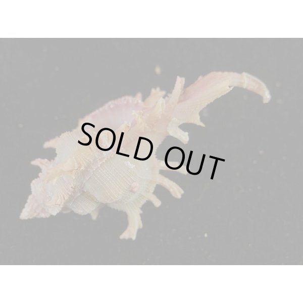 画像3: マイヒメコセンジュ (3)