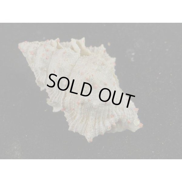 画像2: オニウネボラ (2)