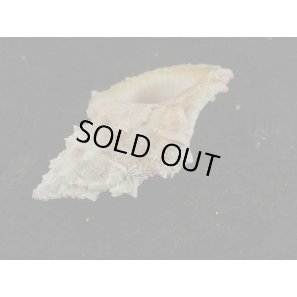 画像3: オニウネボラ (3)