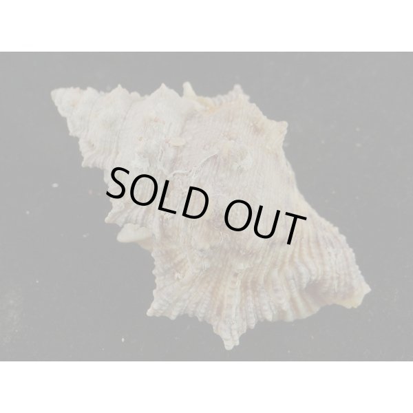 画像2: オニウネボラ (2)