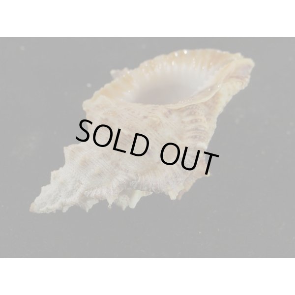 画像3: オニウネボラ (3)