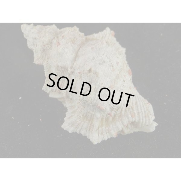 画像2: オニウネボラ (2)