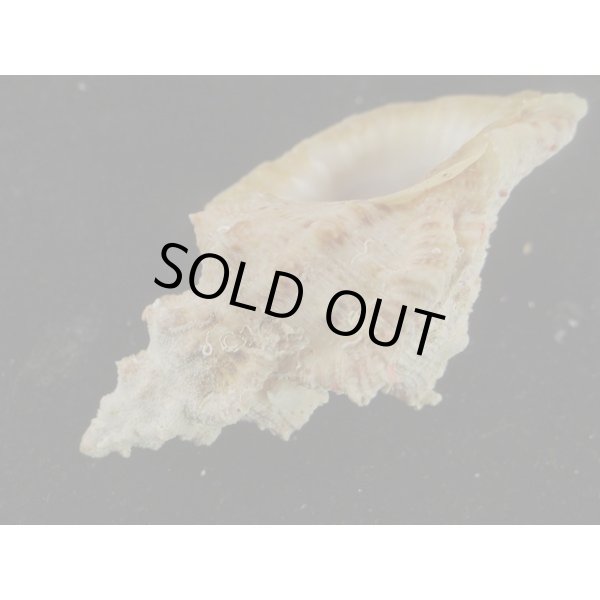 画像3: オニウネボラ (3)