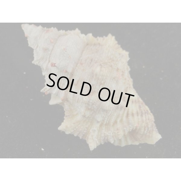 画像2: オニウネボラ (2)