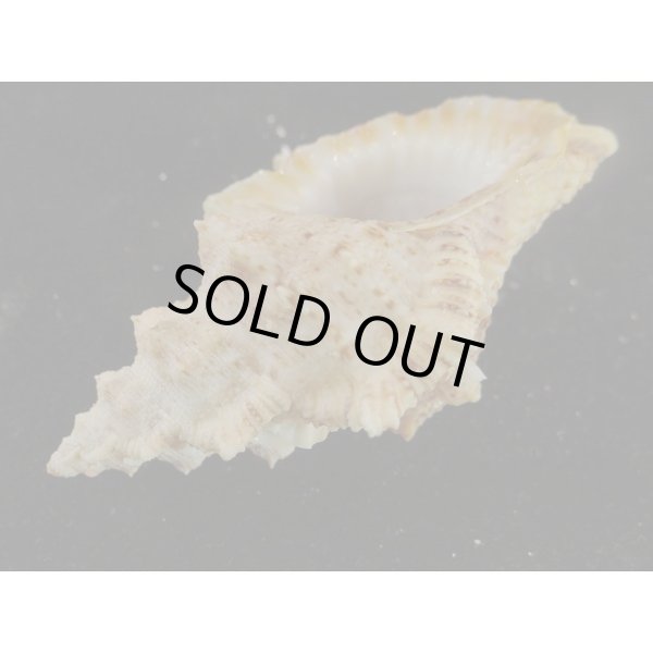 画像3: オニウネボラ (3)