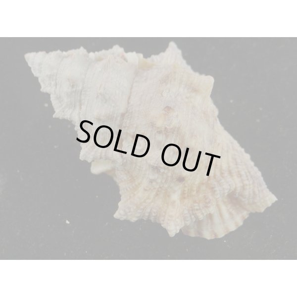 画像2: オニウネボラ (2)