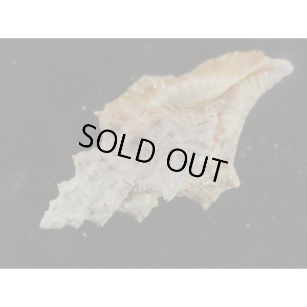 画像3: オニウネボラ (3)