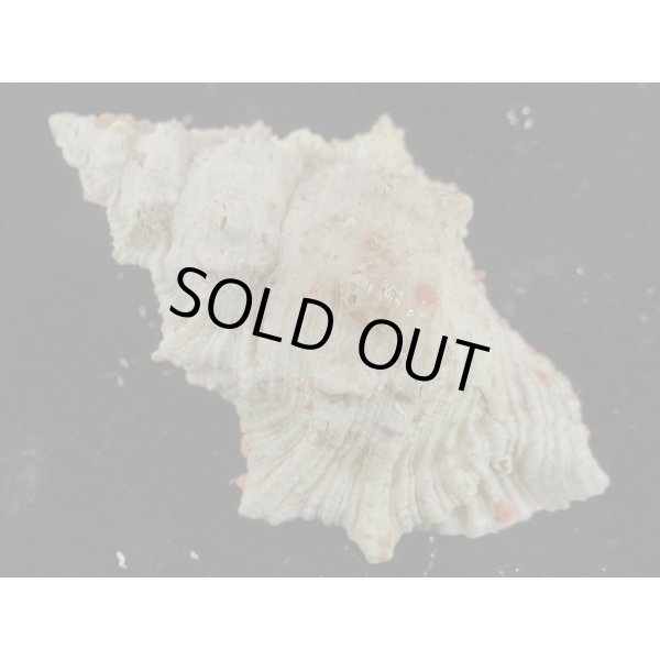 画像2: オニウネボラ (2)