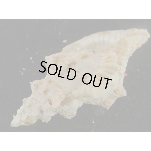 画像3: オニウネボラ (3)