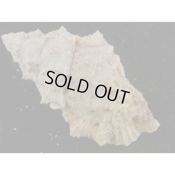 画像2: オニウネボラ (2)