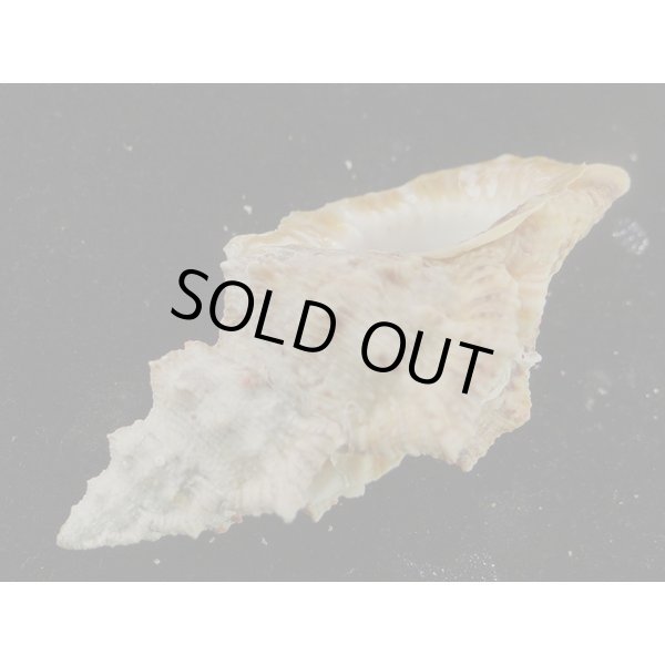 画像3: オニウネボラ (3)