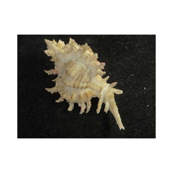 画像2: シロガンセキ (2)