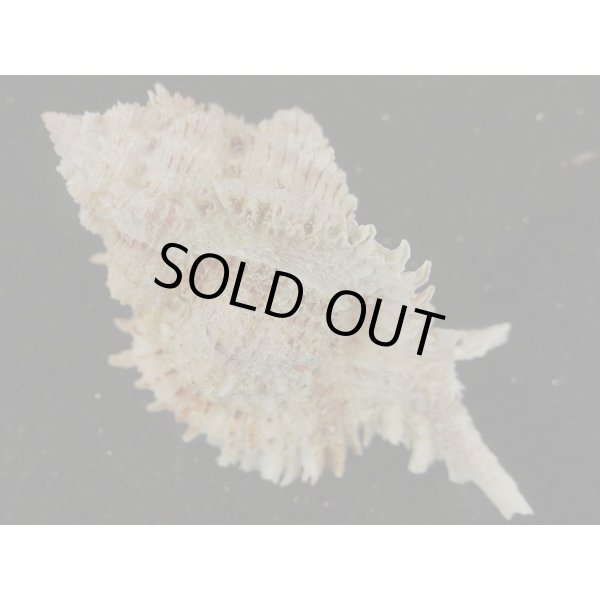 画像2: クマドリガンセキ 近似? 大 (2)