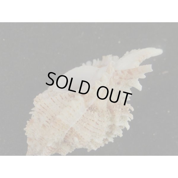 画像3: クマドリガンセキ 近似? 大 (3)