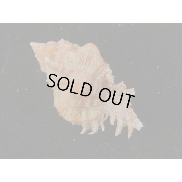 画像2: ウタヒメ(オマツリ)ガンセキ (2)