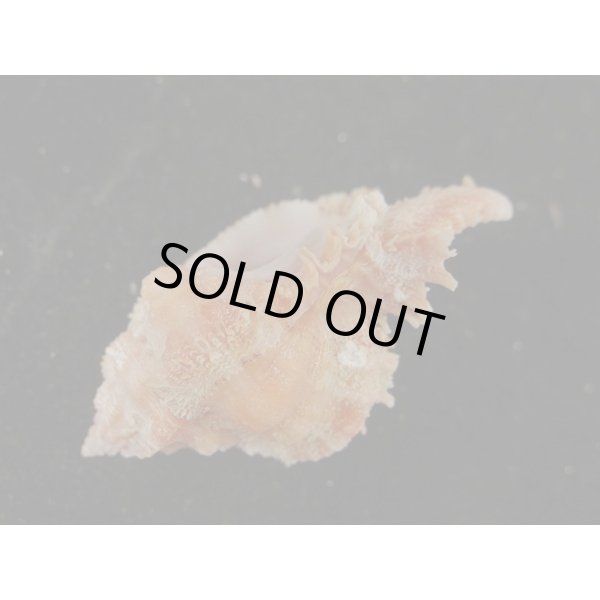 画像3: ウタヒメ(オマツリ)ガンセキ (3)