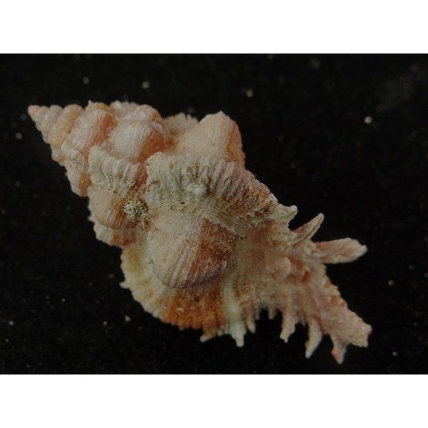 画像2: ウタヒメ(オマツリ)ガンセキ (2)