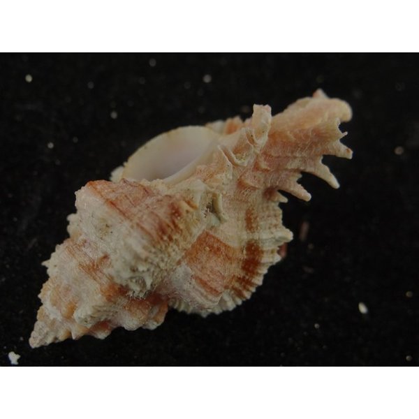 画像3: ウタヒメ(オマツリ)ガンセキ (3)