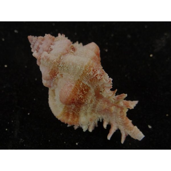 画像2: ウタヒメ(オマツリ)ガンセキ (2)