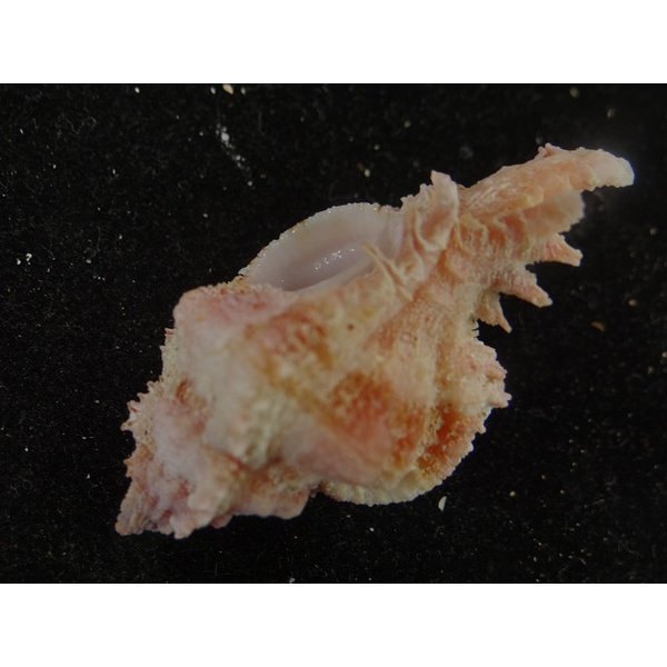 画像3: ウタヒメ(オマツリ)ガンセキ (3)