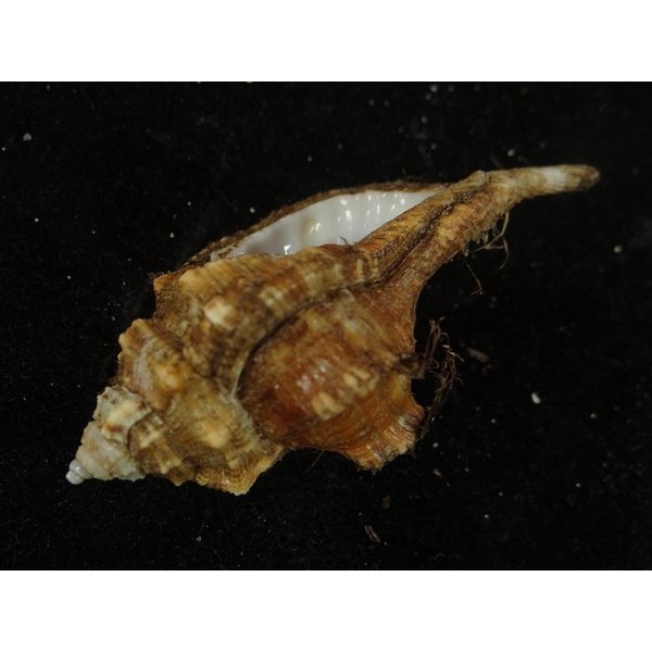 画像3: コシダカフジツ？ (3)