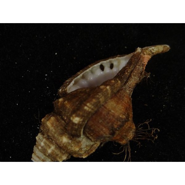 画像3: コシダカフジツ？ (3)