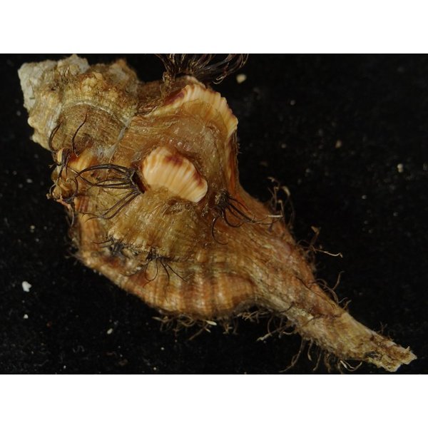 画像2: コシダカフジツ? (2)