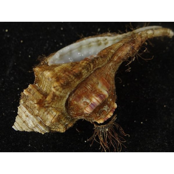 画像3: コシダカフジツ? (3)