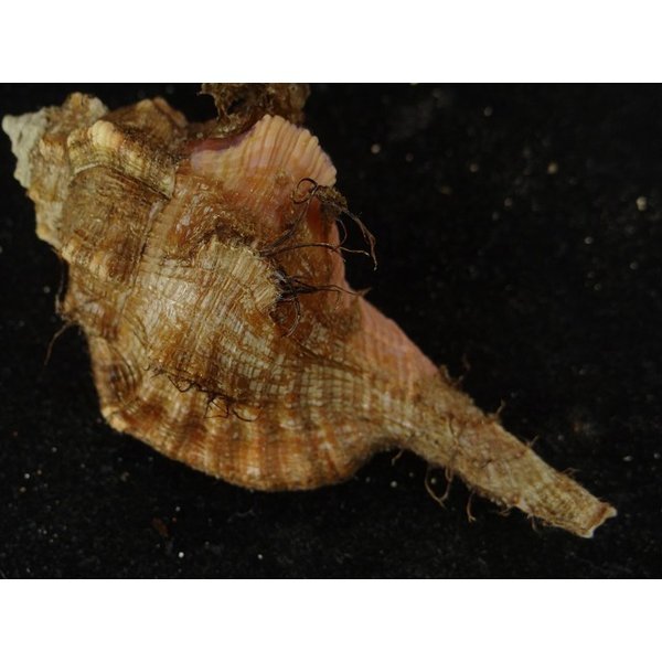 画像2: コシダカフジツ? (2)