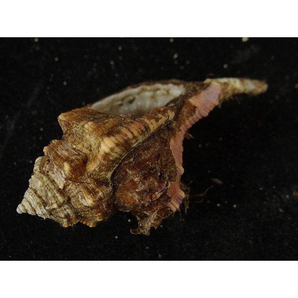 画像3: コシダカフジツ? (3)