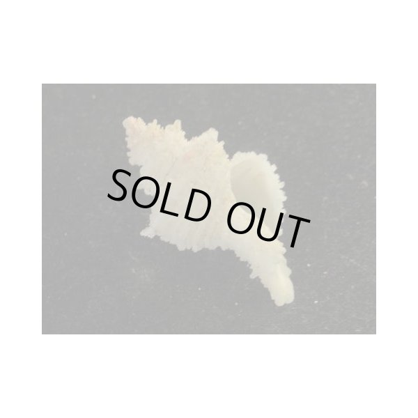 画像2: カセンガイ (2)