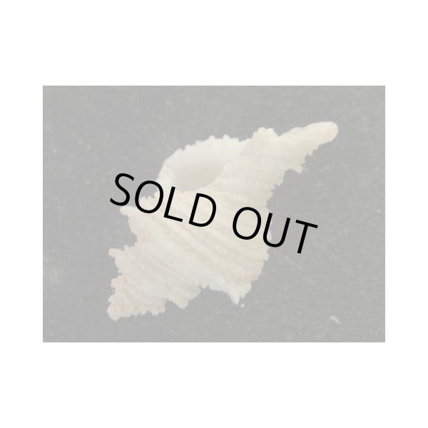 画像3: カセンガイ (3)