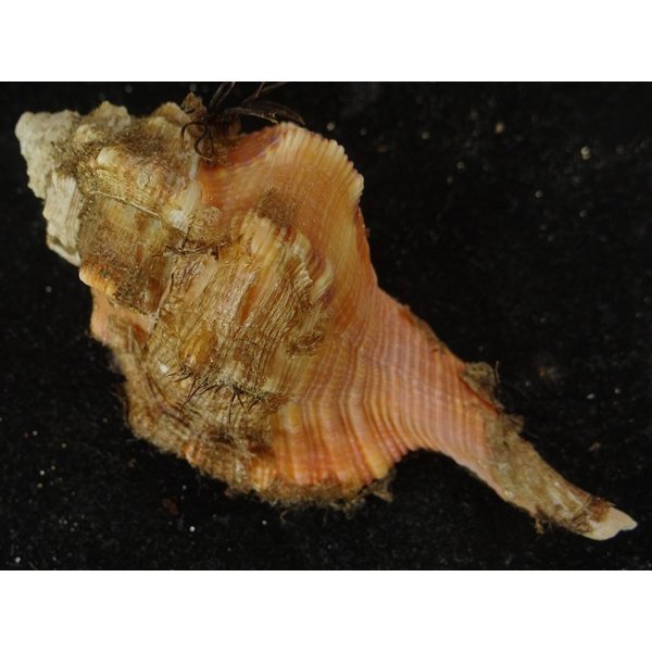 画像2: コシダカフジツ? (2)