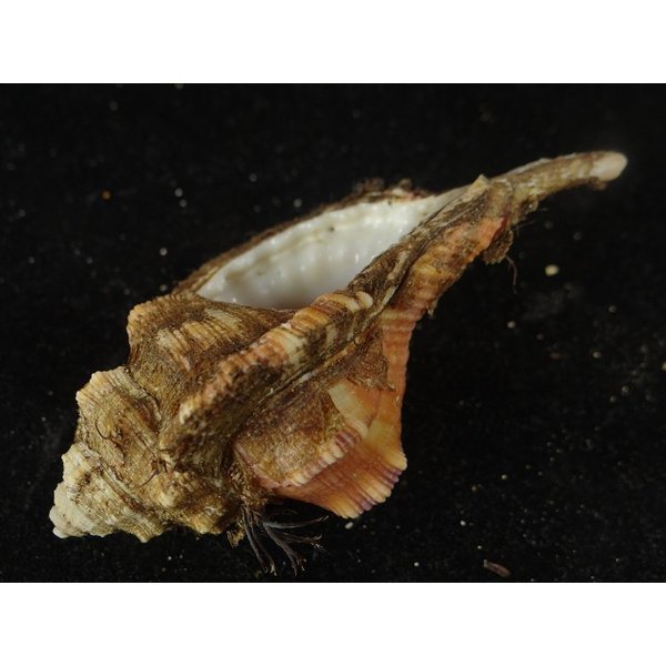 画像3: コシダカフジツ? (3)