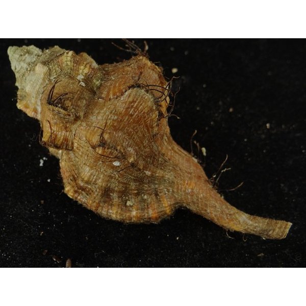 画像2: コシダカフジツ? (2)