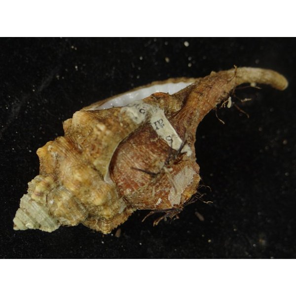 画像3: コシダカフジツ? (3)