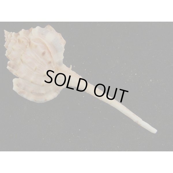 画像2: ヒメサツマツブリ 近似??? 桃色深海淡色型 (2)